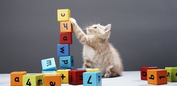 Are Animals Born With The Ability To Count?