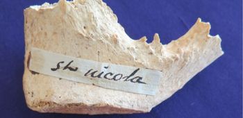 Strange History About “santa Claus Bones” Disclosed