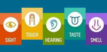 Exhibiting New Senses At The Museum