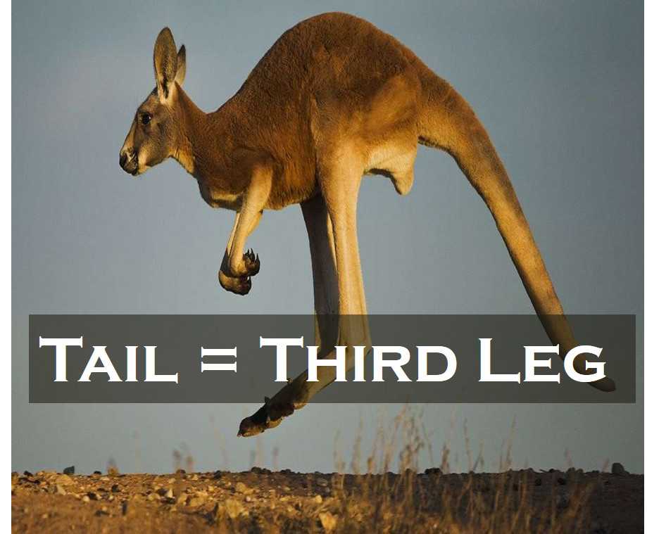 Class 1 Animals - Fact