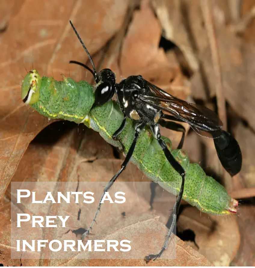 Class 1 Plants - Fact