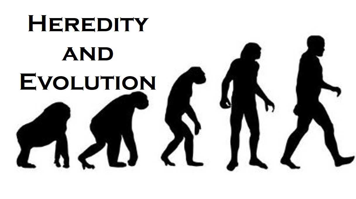 Class 10 Heredity And Evolution - Fact