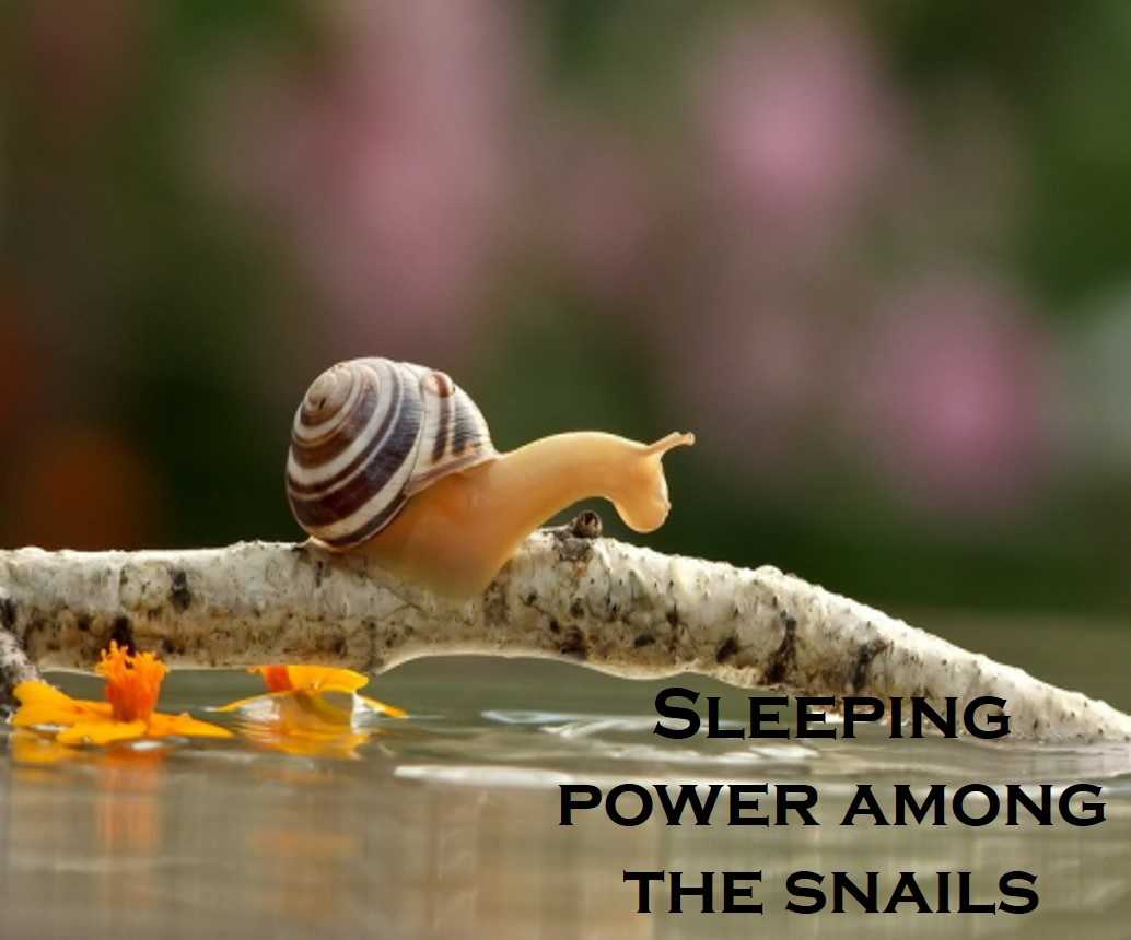 Class 2 Animals - Fact