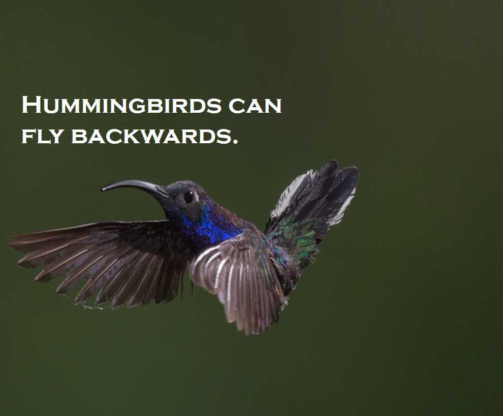 Class 3 Birds - Fact