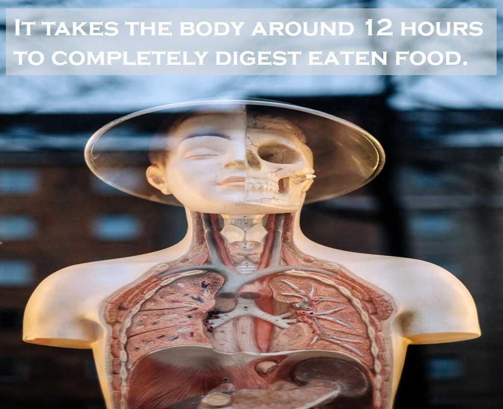 Class 3 Human Body - Fact