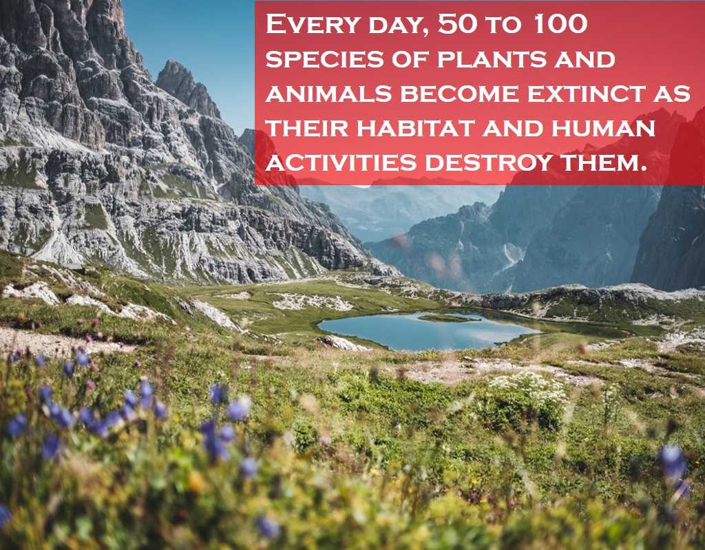 Class 3 Our Environment - Fact