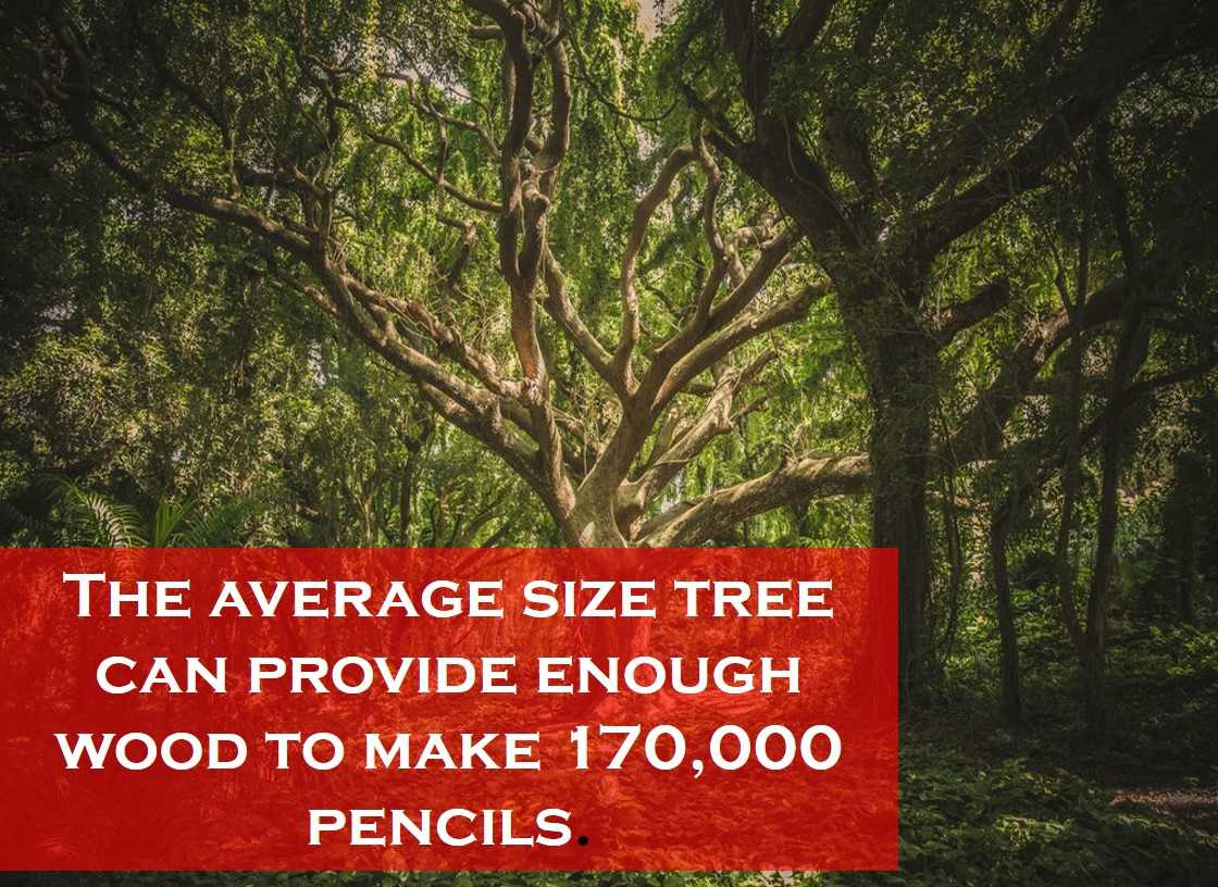 Class 3 Plants And Animals - Fact