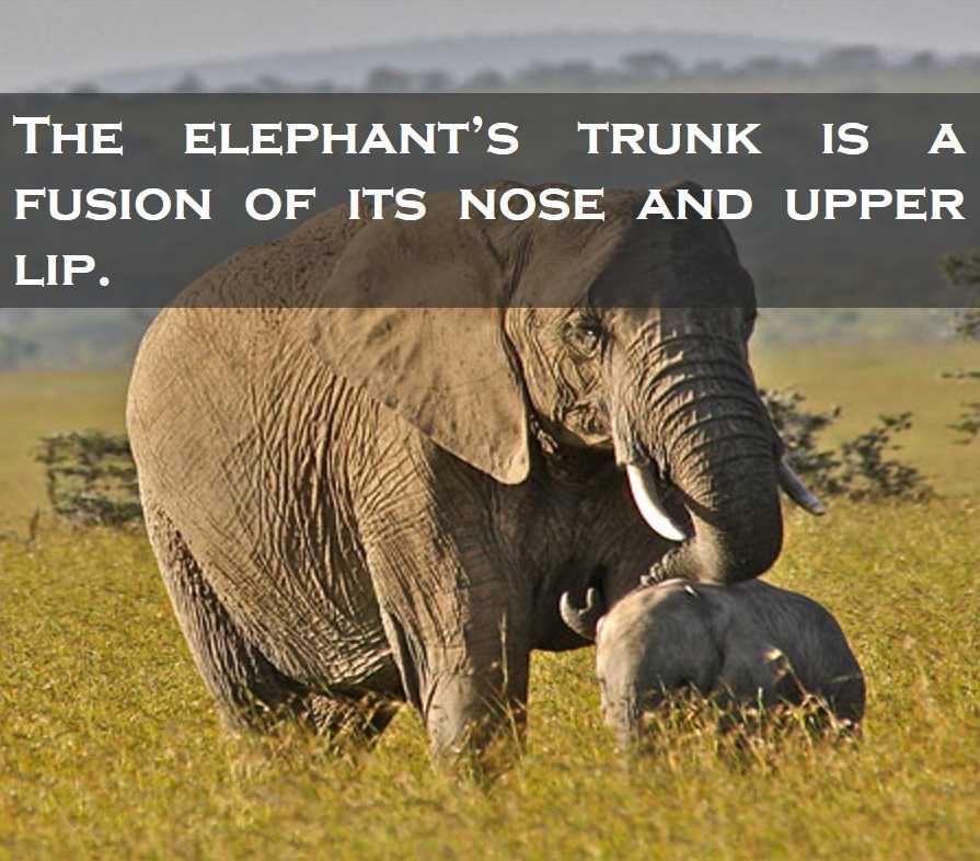 Class 4 Animals - Fact