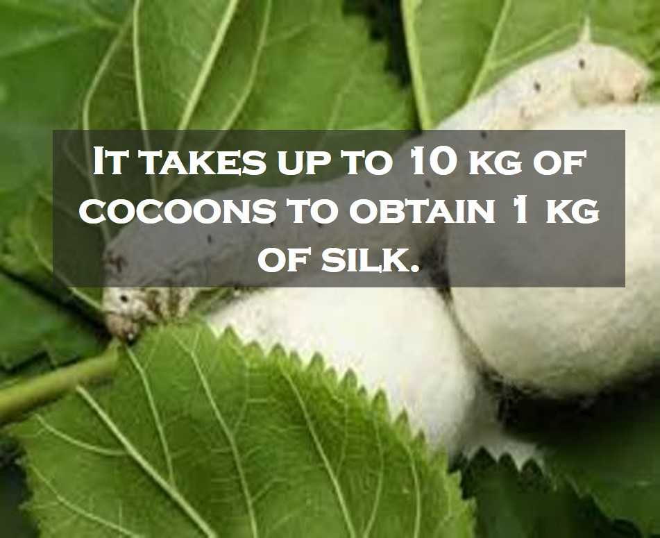 Class 4 Clothing - Fact