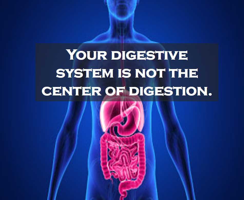 Class 4 Food And Digestion - Fact
