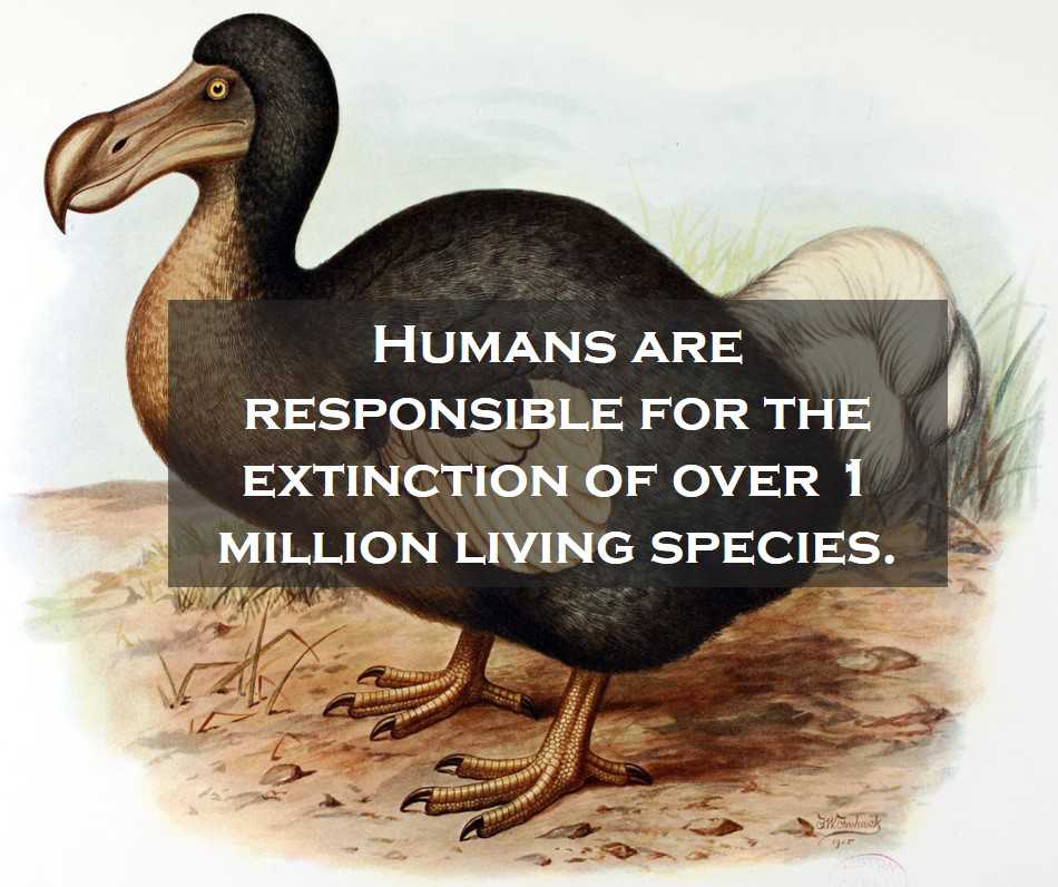 Class 4 Our Environment - Fact