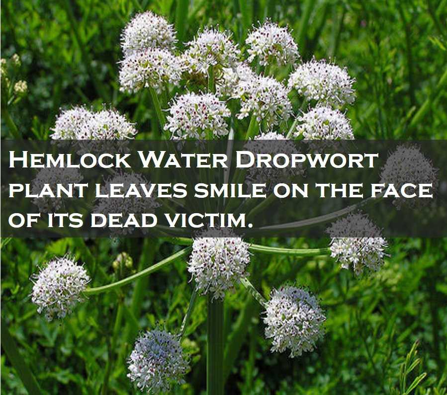 Class 4 Plants - Fact