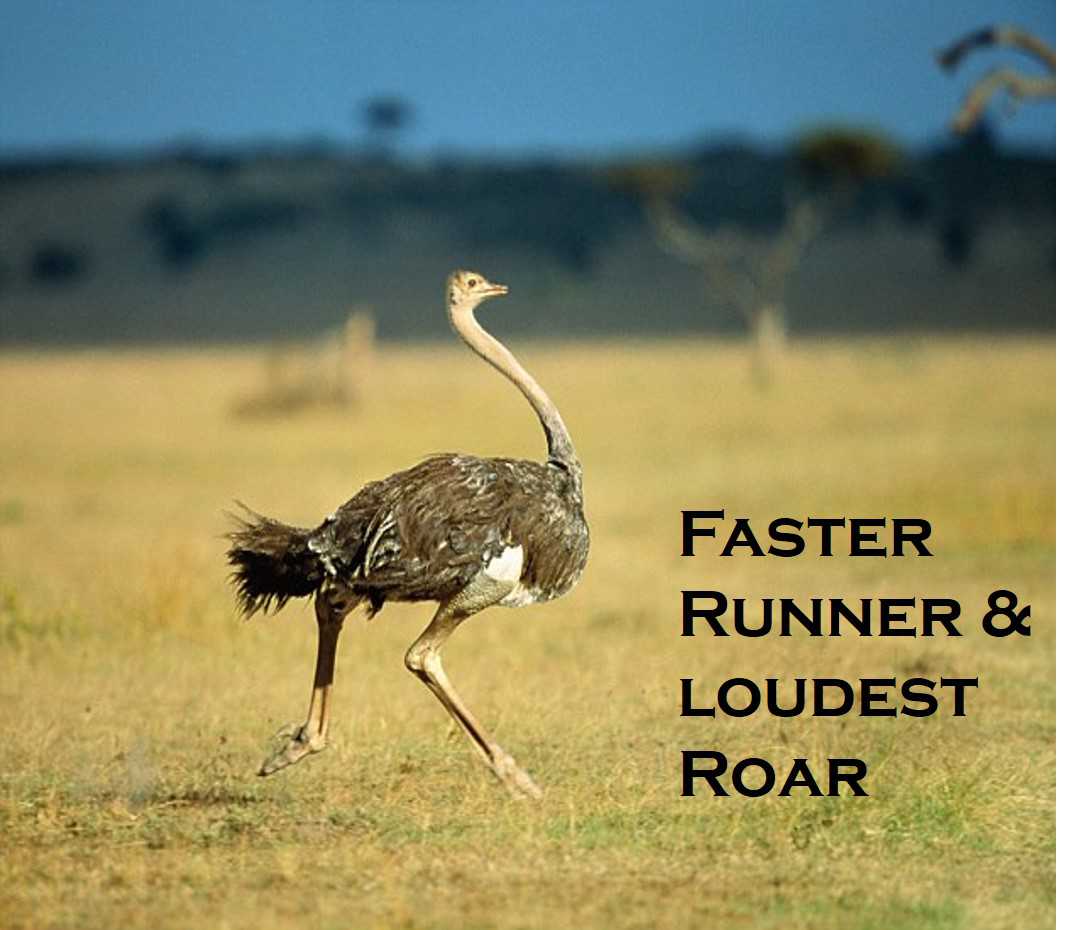 Class 5 Animals - Fact