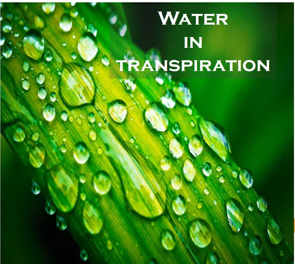 Class 7 Transportation In Plants - Fact