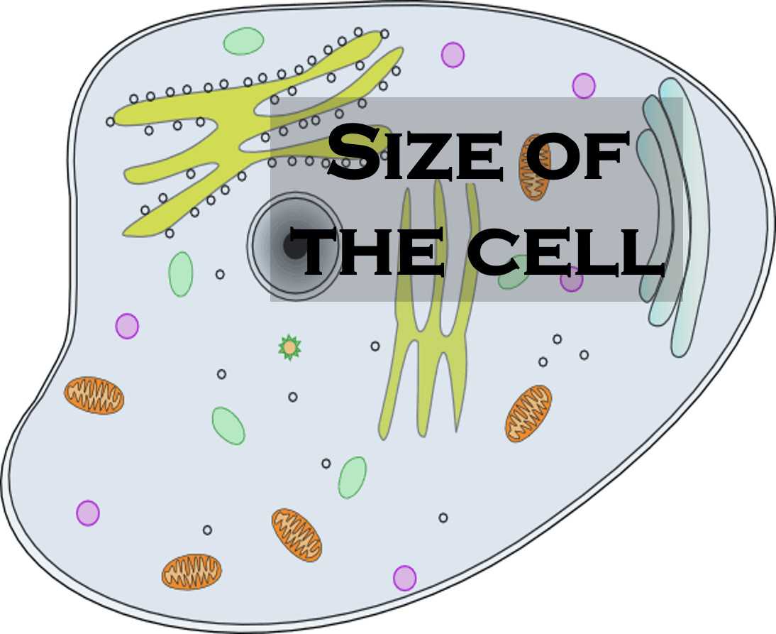 Class 8 Cell - Fact