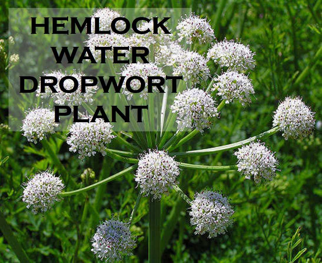 Class 8 Crop Production And Management - Fact