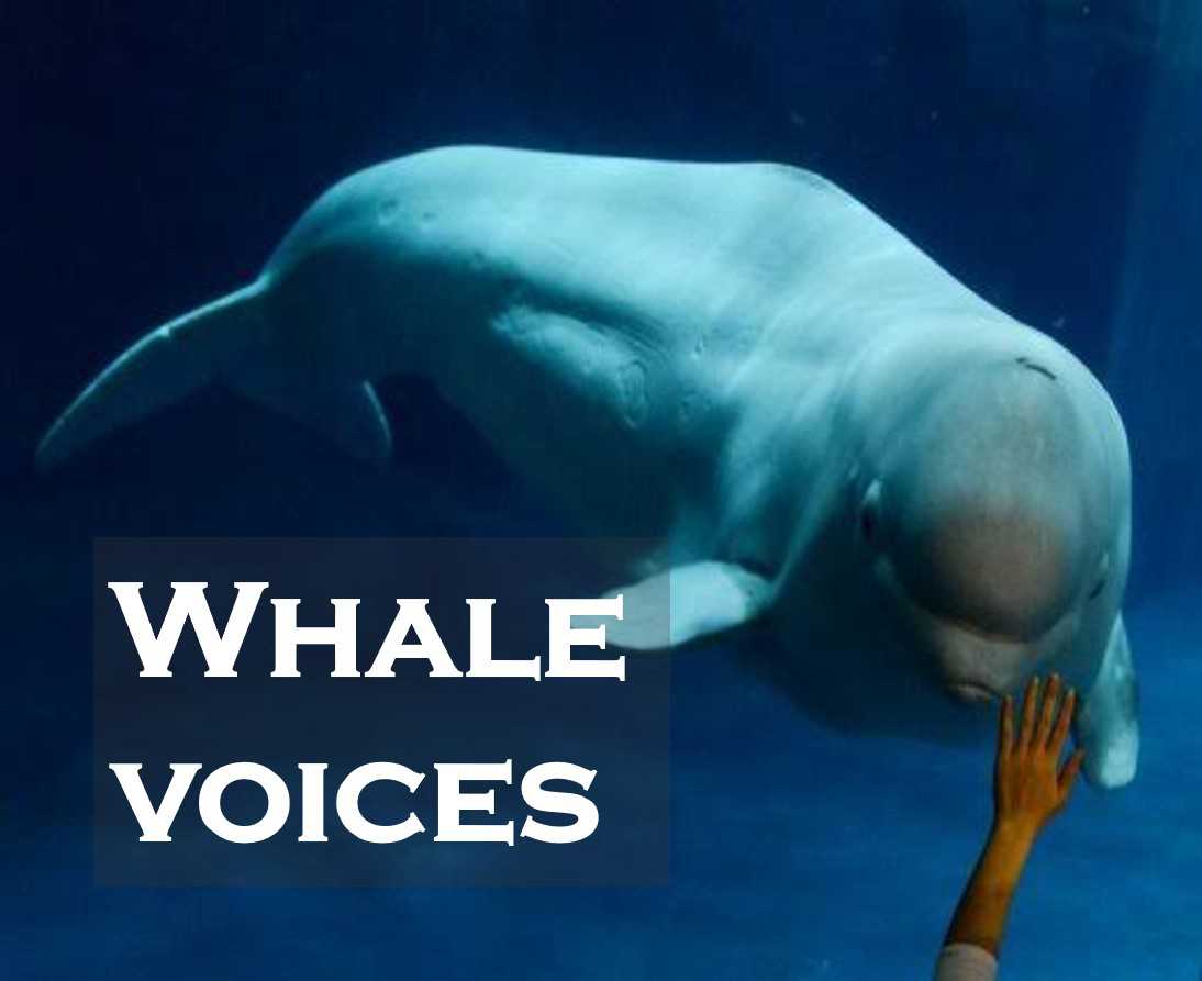 Class 8 Sound - Fact