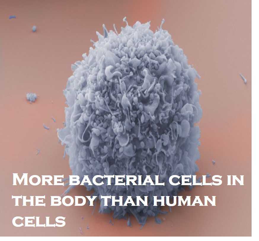 Class 9 Cell - The Fundamental Unit Of Life - Fact