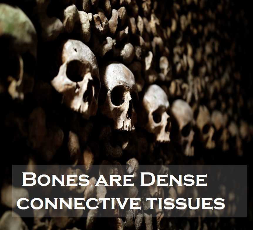 Class 9 Tissues - Fact