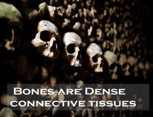 Class 9 Tissues - Fact