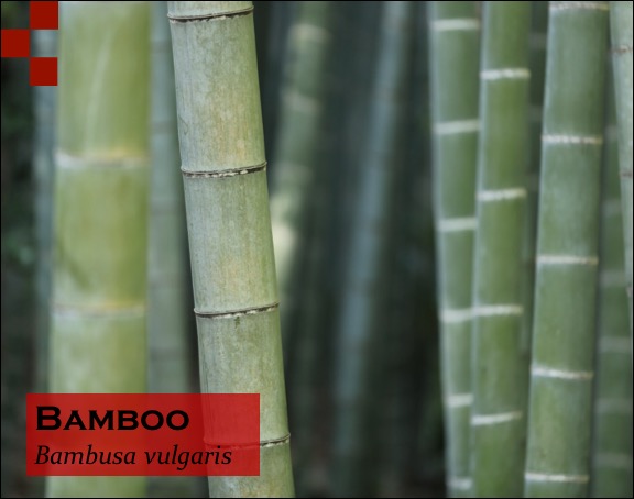 Scientific Name of Bamboo
