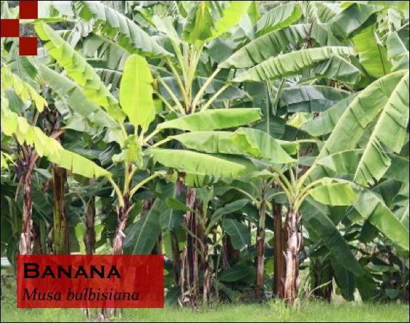 Scientific Name of Banana