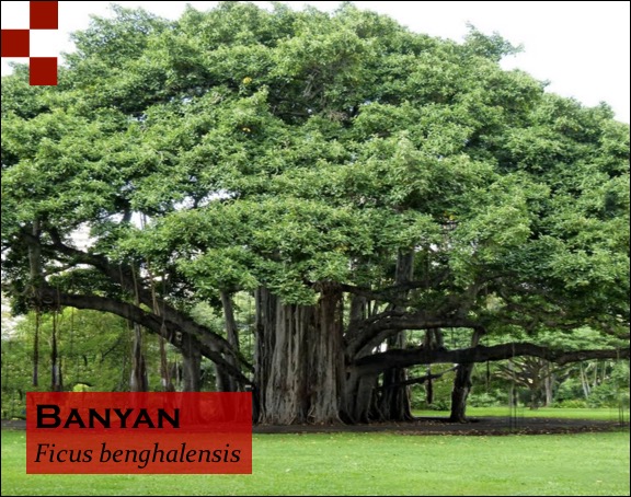 Scientific Name of Banyan