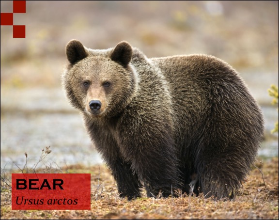 Scientific Name of Bear