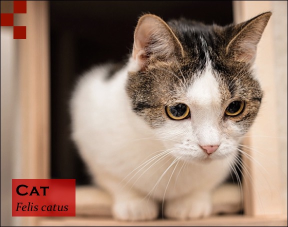 Scientific Name of Cat - Felis catus