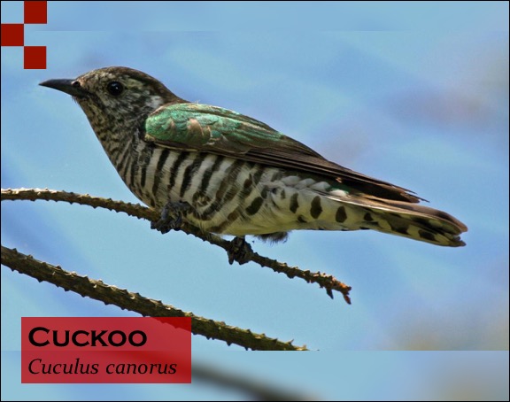 Scientific Name of Cuckoo