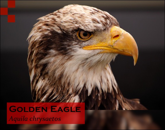 Scientific Name of Eagle