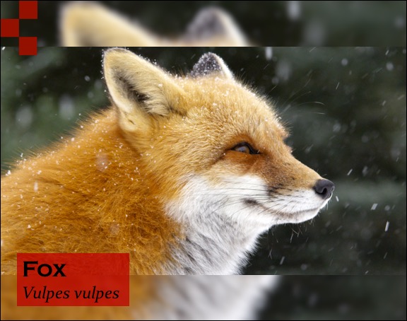 Scientific Name of Fox