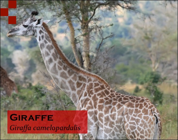 Scientific Name of Giraffe