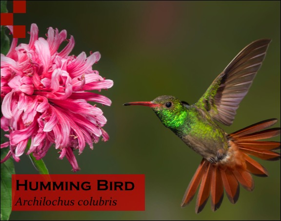 Scientific Name of Hummingbird