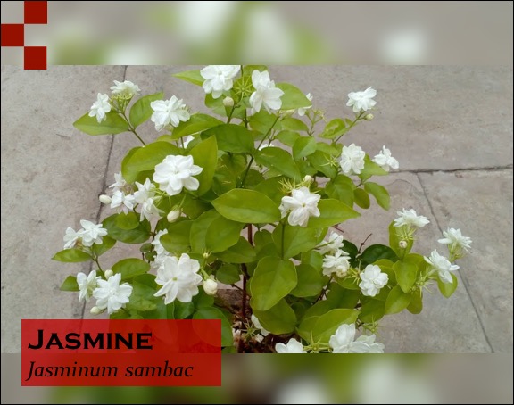 Scientific Name of Jasmine