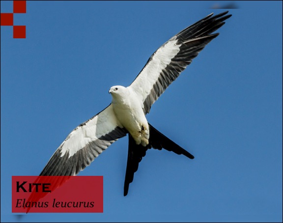 Scientific Name of Kite
