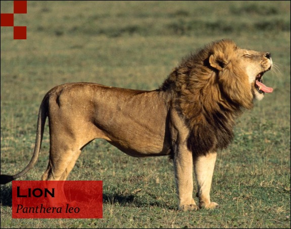 Scientific Name of Lion