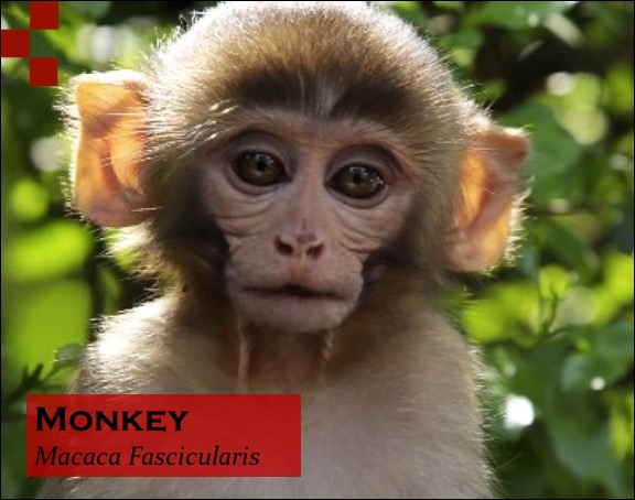 Scientific Name of Monkey