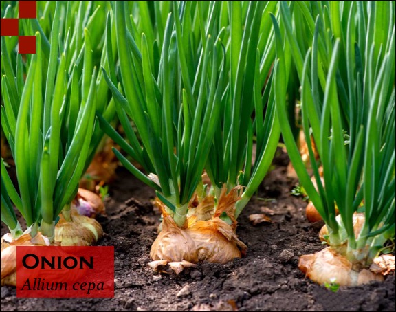 Scientific Name of Onion