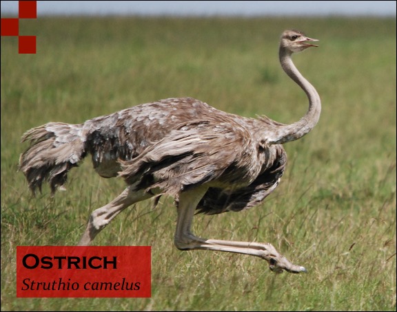 Scientific Name of Ostrich