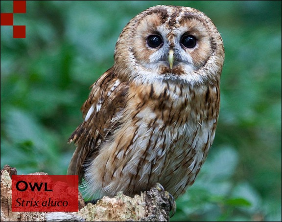 Scientific Name of Owl