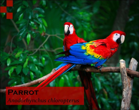 Scientific Name of Parrot