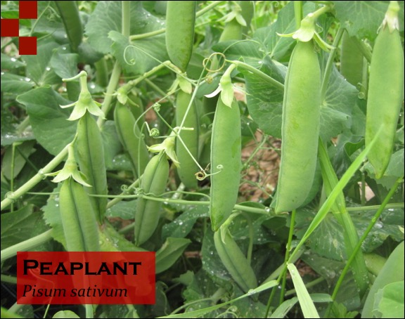 Scientific Name of Peaplant
