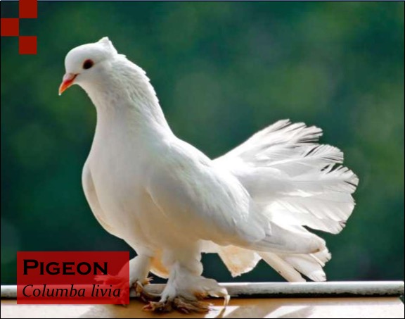 Scientific Name of Pigeon