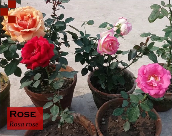 Scientific Name of Rose
