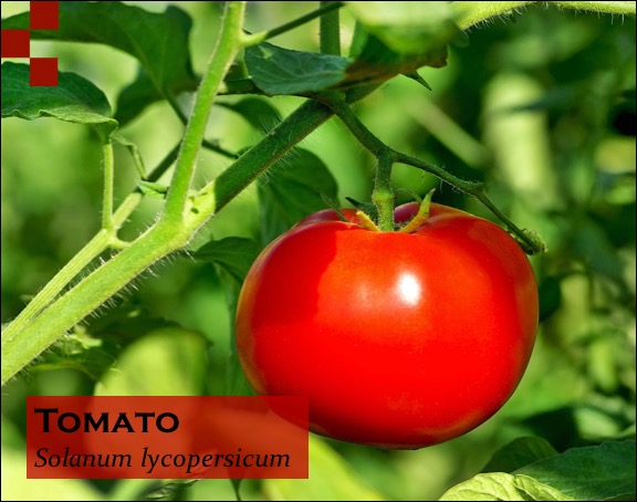 Scientific Name of Tomato