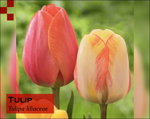 Scientific Name of Tulip