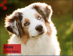 Scientific Name of Dog- Canis lupus Image