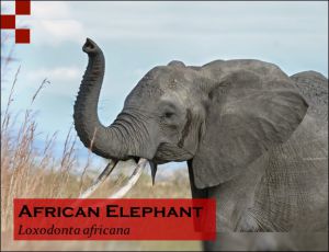 Scientific Name of Elephant Image