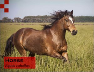 Scientific Name of Horse- Equus ferus  caballus Image